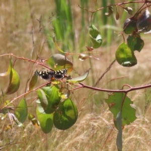 Phalaenoides tristifica at Conder, ACT - 24 Nov 2022