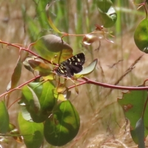 Phalaenoides tristifica at Conder, ACT - 24 Nov 2022