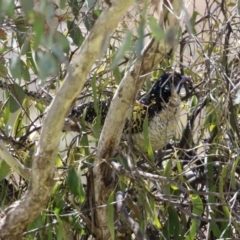 Eudynamys orientalis (Pacific Koel) at Tuggeranong Hill - 24 Nov 2022 by RodDeb