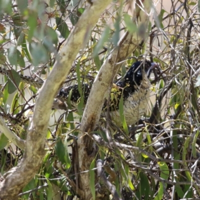 Eudynamys orientalis (Pacific Koel) at Conder, ACT - 24 Nov 2022 by RodDeb