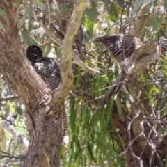 Eudynamys orientalis at Conder, ACT - 24 Nov 2022