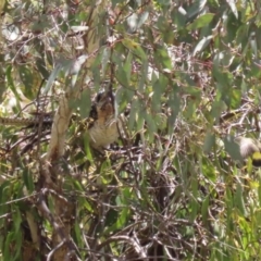 Eudynamys orientalis at Conder, ACT - 24 Nov 2022 12:50 PM