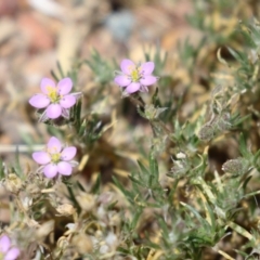 Spergularia rubra (Sandspurrey) at Conder Ponds & stormwater drain - 24 Nov 2022 by RodDeb