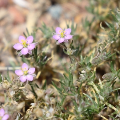 Spergularia rubra (Sandspurrey) at Conder, ACT - 24 Nov 2022 by RodDeb