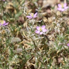 Spergularia rubra at Conder, ACT - 24 Nov 2022 01:27 PM