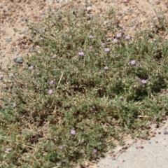 Spergularia rubra at Conder, ACT - 24 Nov 2022