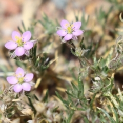 Spergularia rubra at Conder, ACT - 24 Nov 2022 01:27 PM