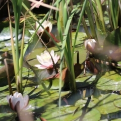 Nymphaea sp. (Waterlily) at Conder Ponds & stormwater drain - 24 Nov 2022 by RodDeb
