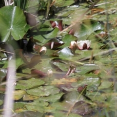 Nymphaea sp. at Conder, ACT - 24 Nov 2022