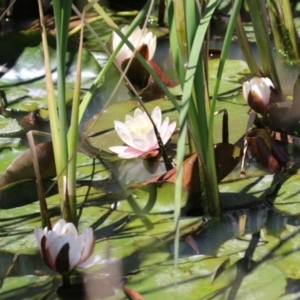 Nymphaea sp. at Conder, ACT - 24 Nov 2022 12:53 PM