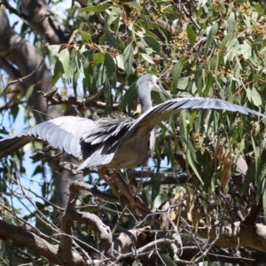 Egretta novaehollandiae at Conder, ACT - 24 Nov 2022 12:37 PM