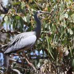 Egretta novaehollandiae at Conder, ACT - 24 Nov 2022