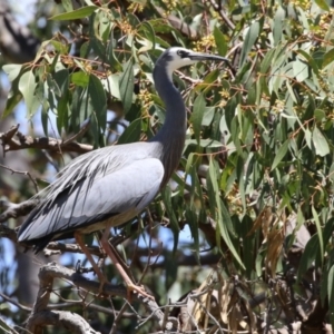 Egretta novaehollandiae at Conder, ACT - 24 Nov 2022 12:37 PM