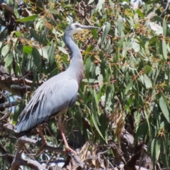 Egretta novaehollandiae at Conder, ACT - 24 Nov 2022