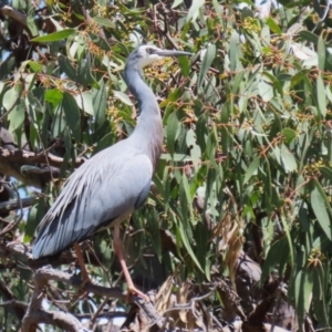 Egretta novaehollandiae at Conder, ACT - 24 Nov 2022 12:37 PM