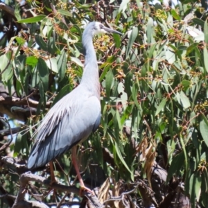 Egretta novaehollandiae at Conder, ACT - 24 Nov 2022