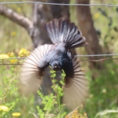 Rhipidura leucophrys (Willie Wagtail) at Conder, ACT - 24 Nov 2022 by RodDeb