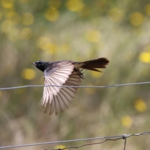 Rhipidura leucophrys at Conder, ACT - 24 Nov 2022