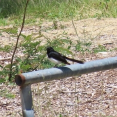 Rhipidura leucophrys at Conder, ACT - 24 Nov 2022