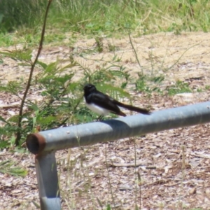 Rhipidura leucophrys at Conder, ACT - 24 Nov 2022