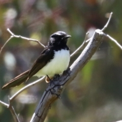 Rhipidura leucophrys at Conder, ACT - 24 Nov 2022