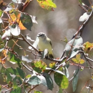 Acanthiza chrysorrhoa at Conder, ACT - 24 Nov 2022