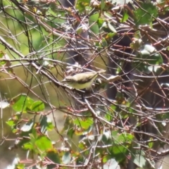 Acanthiza chrysorrhoa at Conder, ACT - 24 Nov 2022