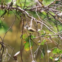 Acanthiza chrysorrhoa at Conder, ACT - 24 Nov 2022