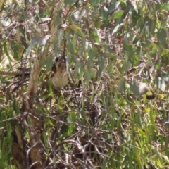 Acanthiza chrysorrhoa at Conder, ACT - 24 Nov 2022