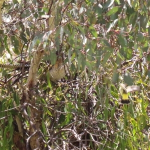 Acanthiza chrysorrhoa at Conder, ACT - 24 Nov 2022