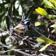 Malurus cyaneus (Superb Fairywren) at Conder Ponds & stormwater drain - 24 Nov 2022 by RodDeb