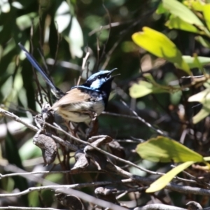 Malurus cyaneus at Conder, ACT - 24 Nov 2022 12:27 PM