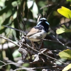 Malurus cyaneus at Conder, ACT - 24 Nov 2022 12:27 PM