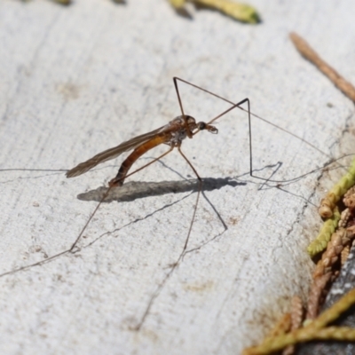 Leptotarsus (Macromastix) costalis at Macarthur, ACT - 24 Nov 2022 by RodDeb