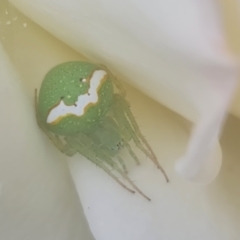 Araneus circulissparsus (species group) at Sandy Creek, SA - 23 Nov 2022 11:52 AM
