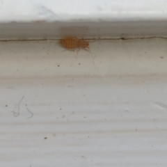 Trogium pulsatorium (Larger Pale Booklouse) at Hackett, ACT - 25 Nov 2022 by mareehill