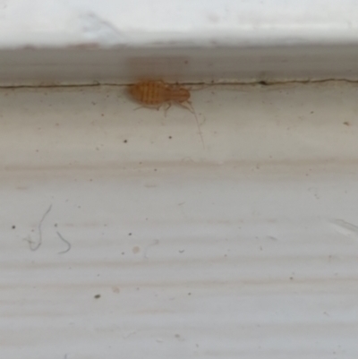 Trogium pulsatorium (Larger Pale Booklouse) at Hackett, ACT - 25 Nov 2022 by mareehill