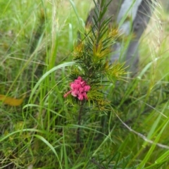 Grevillea (genus) (Grevillea) at Hackett, ACT - 13 Oct 2022 by mareehill