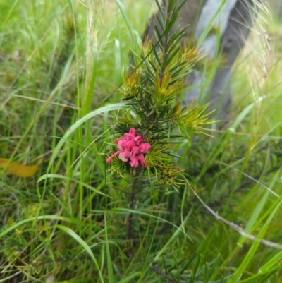 Grevillea sp. (Grevillea) at Mount Ainslie - 13 Oct 2022 by mareehill