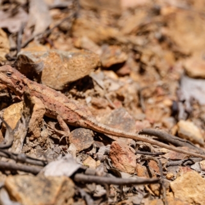 Rankinia diemensis (Mountain Dragon) at Lower Cotter Catchment - 24 Nov 2022 by JohnHurrell