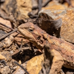 Rankinia diemensis at Cotter River, ACT - 24 Nov 2022 11:35 AM