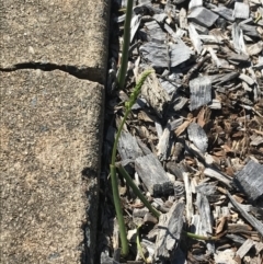 Microtis parviflora at Garran, ACT - suppressed