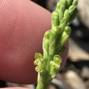 Microtis parviflora at Garran, ACT - suppressed