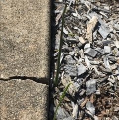 Microtis parviflora at Garran, ACT - suppressed