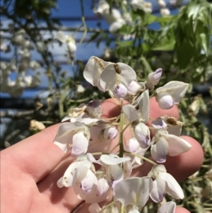 Wisteria sinensis at Phillip, ACT - 28 Oct 2022 09:44 AM