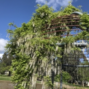 Wisteria sinensis at Phillip, ACT - 28 Oct 2022