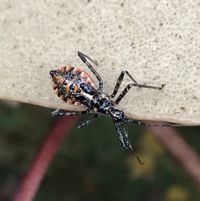 Unidentified Assassin bug (Reduviidae) at Garran, ACT - 26 Oct 2022 by Tapirlord