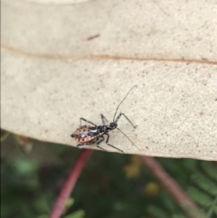 Reduviidae (family) at Garran, ACT - 26 Oct 2022