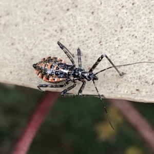 Reduviidae (family) at Garran, ACT - 26 Oct 2022