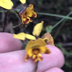 Diuris semilunulata (Late Leopard Orchid) at Jerrabomberra, ACT - 22 Oct 2022 by Tapirlord